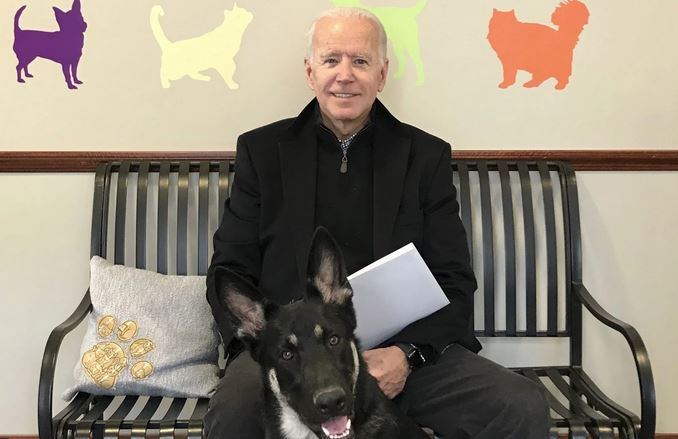 biden dog