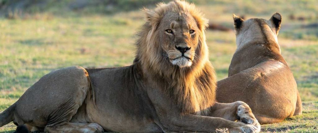LIONTARIA