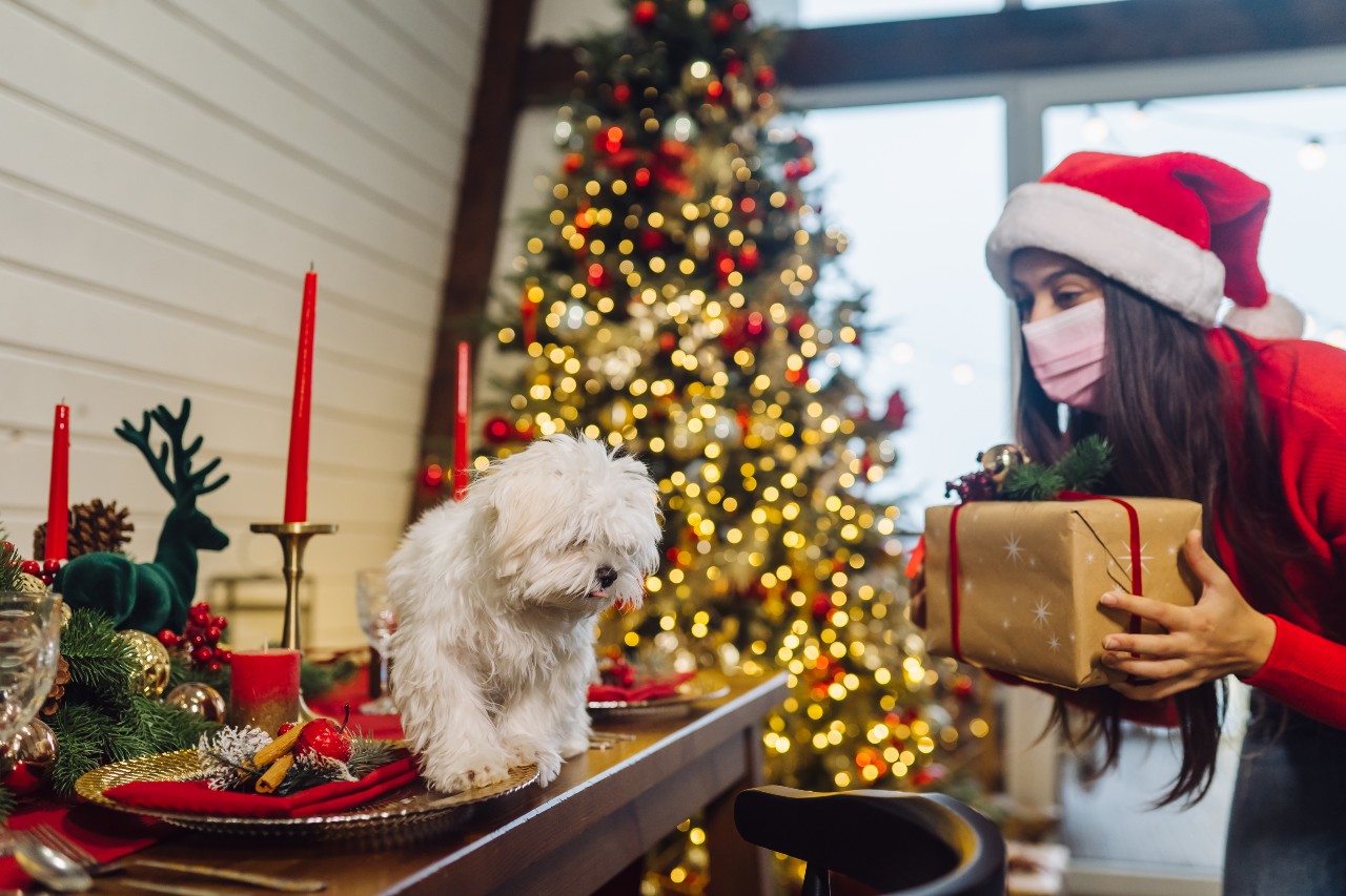 terrier-christmas-table-girl-stands-side-holds-gift (1)