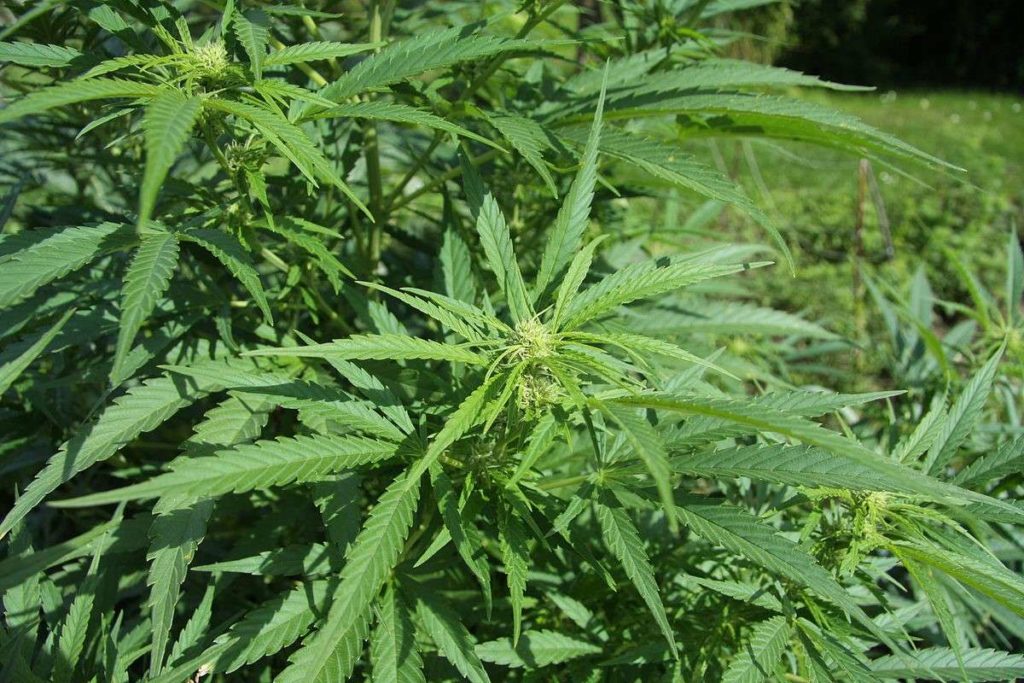 CANNABIS_SATIVA