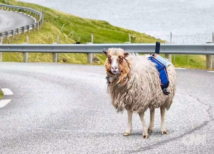 Ε65: Η εξαγγελία οδικού άξονα όπου θα κυκλοφορούν μόνο πρόβατα!