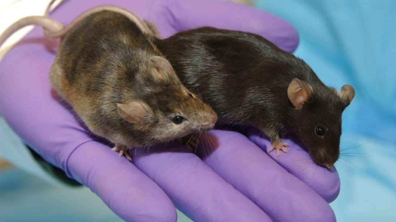 Γερμανοί επιστήμονες κατάφεραν να κάνουν παράλυτα ποντίκια, λόγω τραυματισμού στη σπονδυλική στήλη τους, να περπατήσουν πάλι,