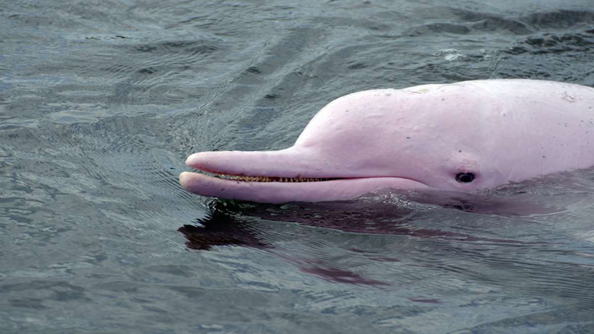 spanio-roz-delfini-kontino