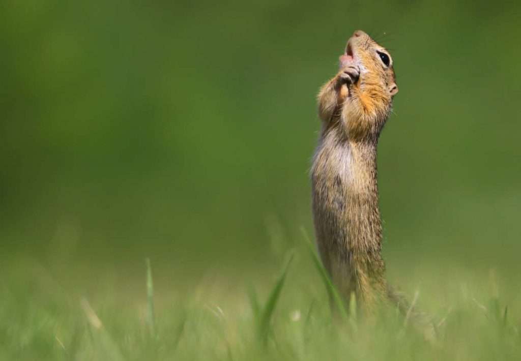 Comedy Wildlife Photo Awards: Οι πιο αστείες φωτογραφίες της άγριας φύσης