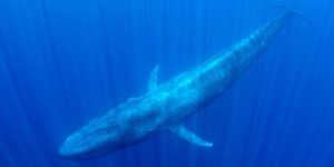 Υπερθέαμα: Γαλάζια φάλαινα κολυμπά στον Ειρηνικό