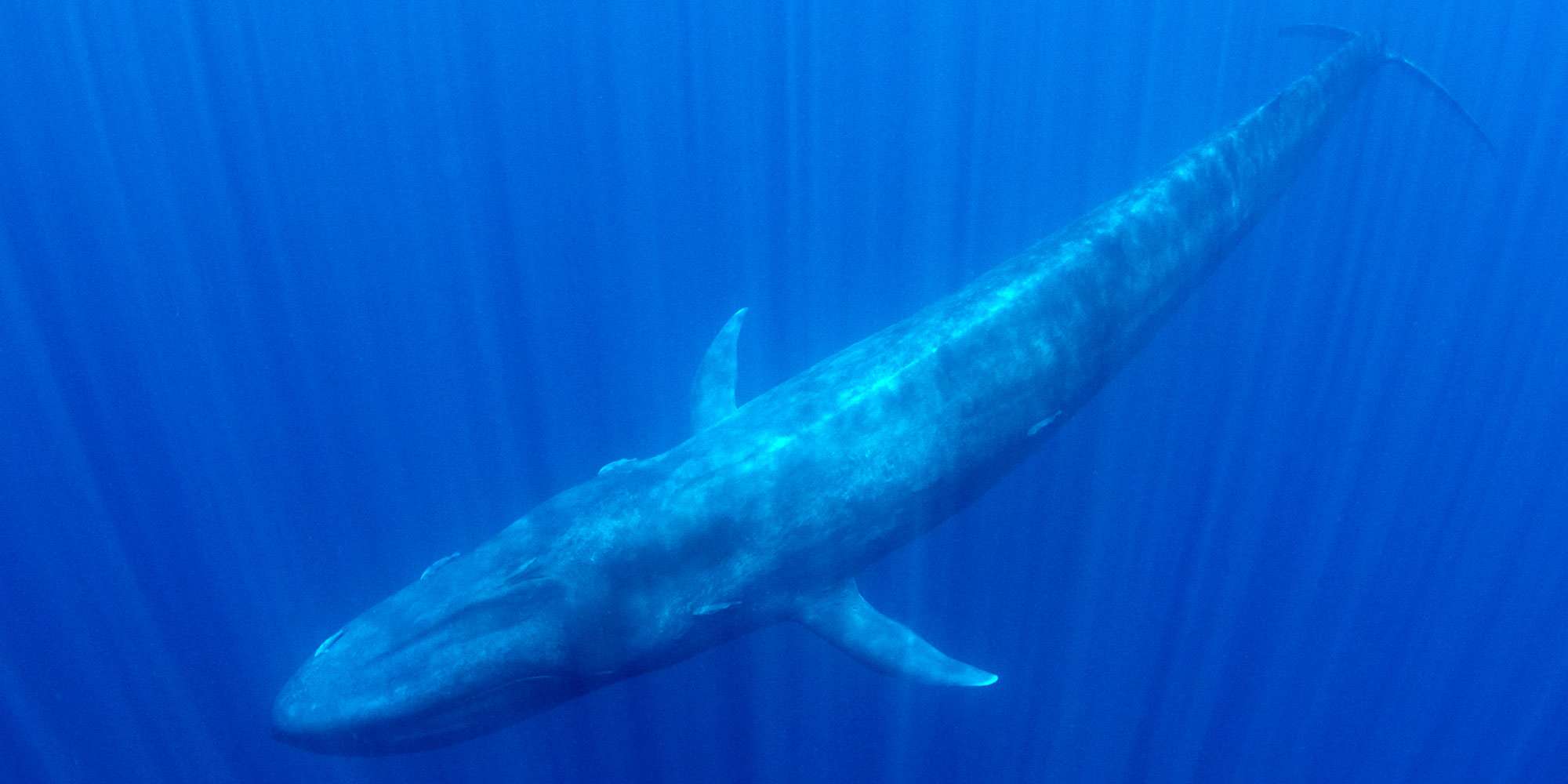 Υπερθέαμα: Γαλάζια φάλαινα κολυμπά στον Ειρηνικό