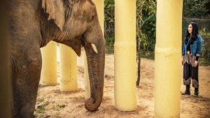 ΣΕΡ: Σώζει τον πιο μοναχικό ελέφαντα