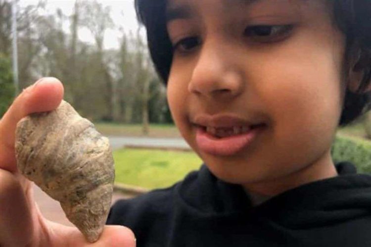 Βρετανία: Νεαρός ανακάλυψε απολίθωμα 500 εκατ. ετών στον κήπο του