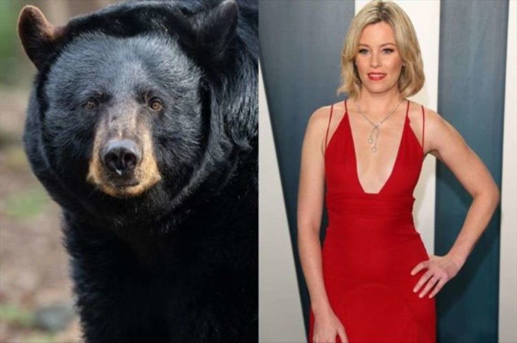 «Cocaine Bear»: Tαινία για την αρκούδα που πέθανε από υπερβολική δόση κοκαΐνης