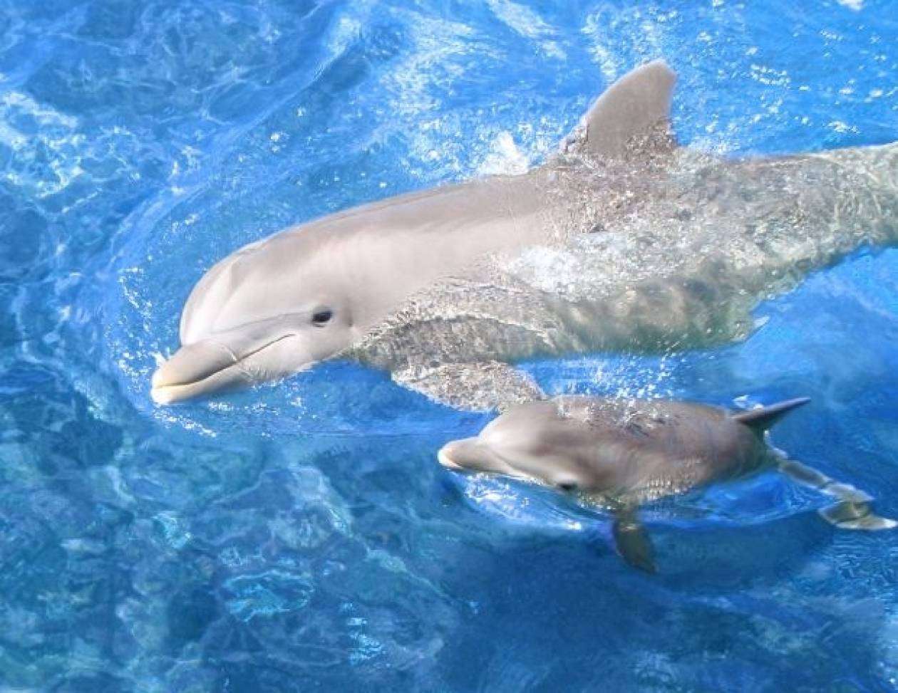 Τα δελφίνια μπορούν να αυτοθεραπεύονται