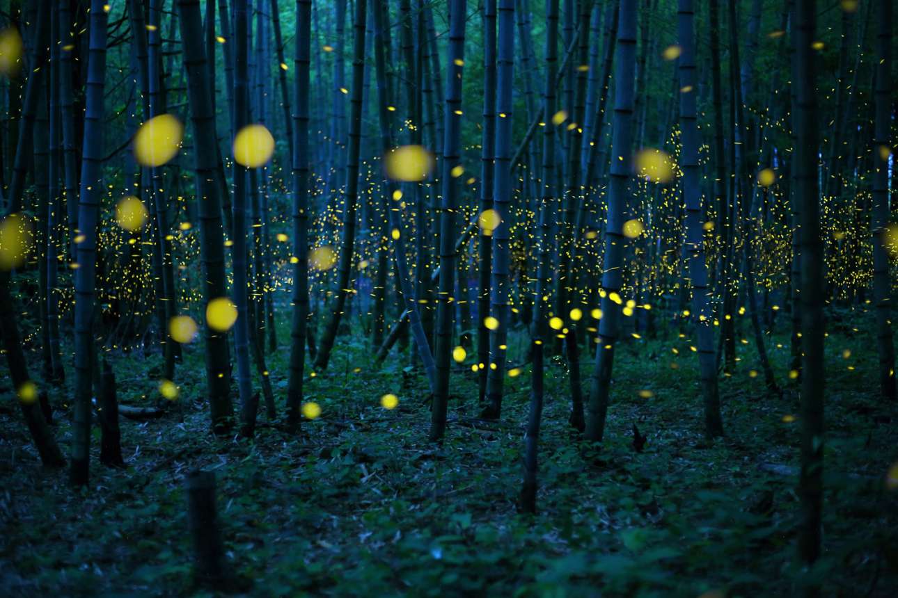 Ένα δάσος γεμάτο πυγολαμπίδες στην Ιαπωνία