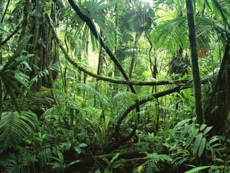 Κλιματική Αλλαγή: Ο Αμαζόνιος εκπέμπει παραπάνω διοξείδιο από αυτό που απορροφά
