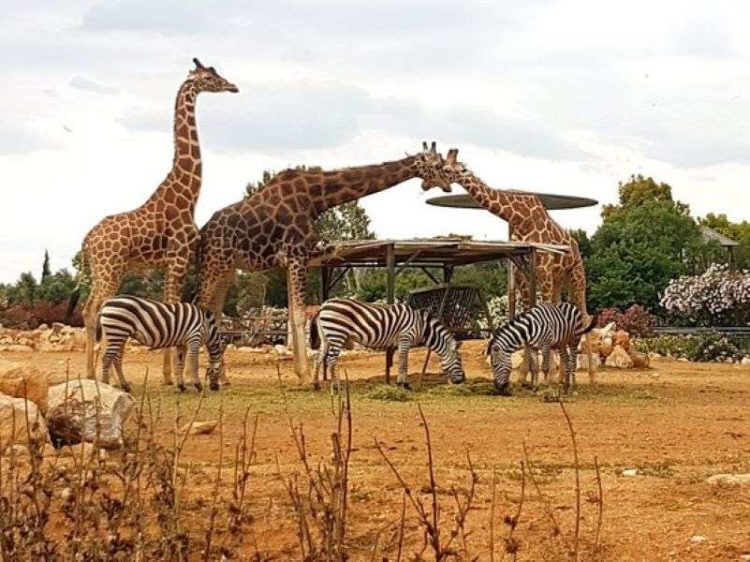 Αττικό Ζωολογικό Πάρκο: Άνοιξε για τους επισκέπτες μόνο με ραντεβού