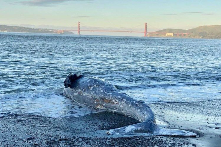 ΗΠΑ: Νεκρές φάλαινες