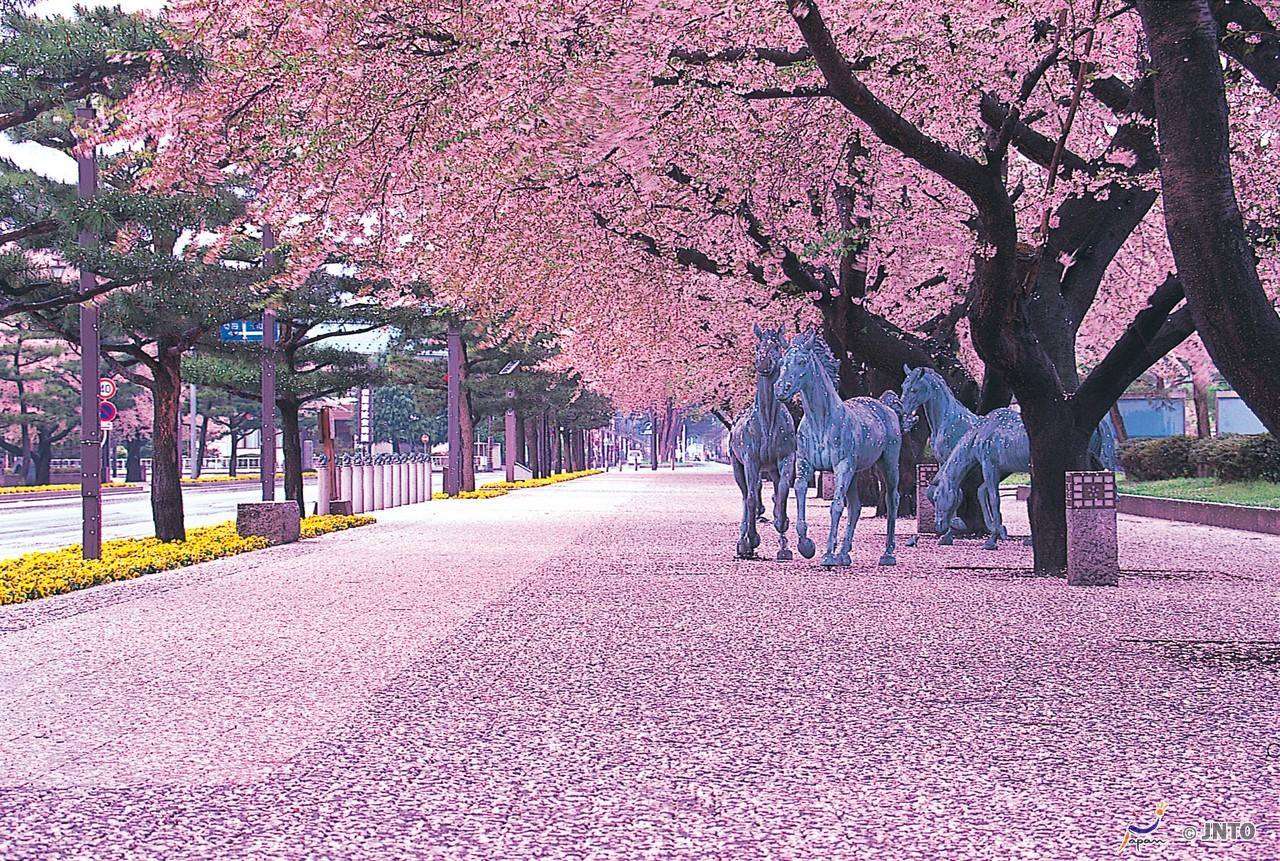 Ιαπωνία: Οι ανθισμένες κερασιές υποδέχονται την άνοιξη