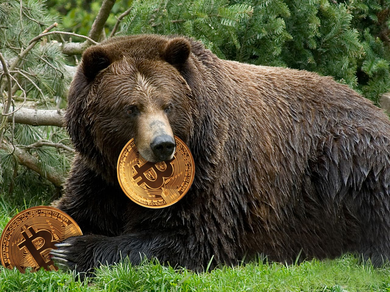 Κρυπτονομίσματα: Παγίδα για… αρκούδες