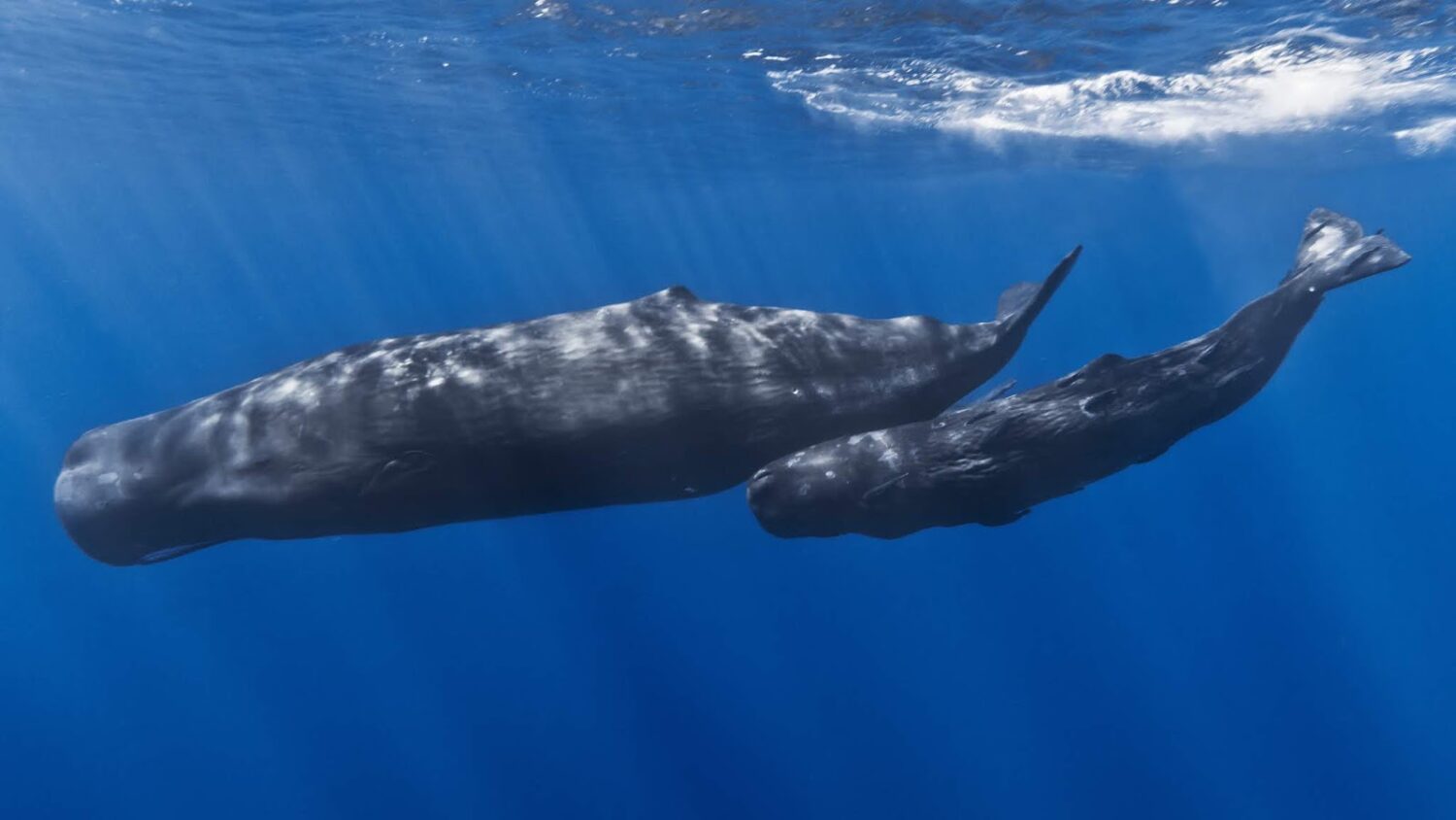 Μαγεία στο Ιόνιο: Φάλαινες θηλάζουν τα μωρά τους (video)