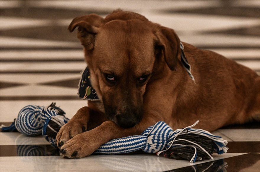 Peanut: Ο σούπερ σκύλος του Μεγάρου Μαξίμου
