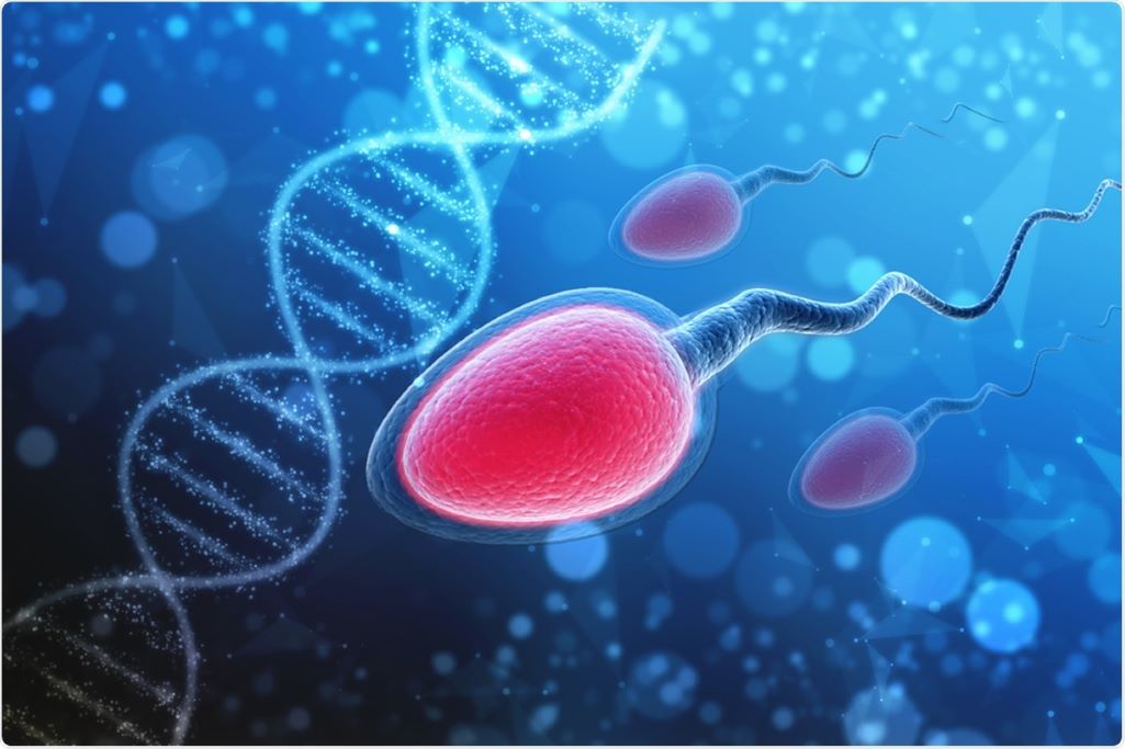 Έρευνα: Τα mRNA εμβόλια δεν βλάπτουν την ανδρική γονιμότητα