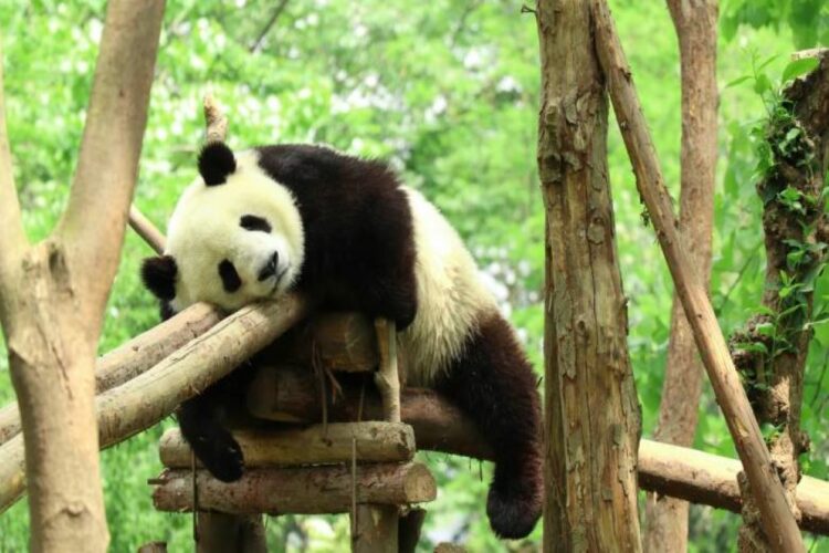 Κίνα: Εκτός λίστας «απειλούμενων ειδών» τα γιγαντιαία πάντα