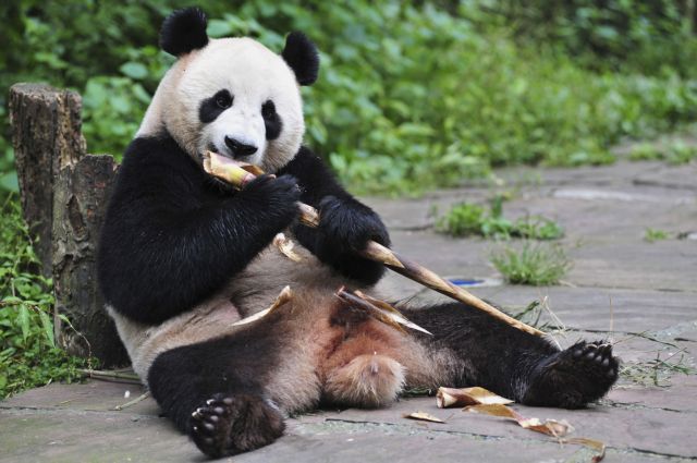Κίνα: Εκτός λίστας «απειλούμενων ειδών» τα γιγαντιαία πάντα