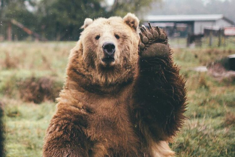 Ρωσία: Ζευγάρι πέρασε 10 μέρες πάνω σε δέντρα για να «ξεφύγει» από μία αρκούδα