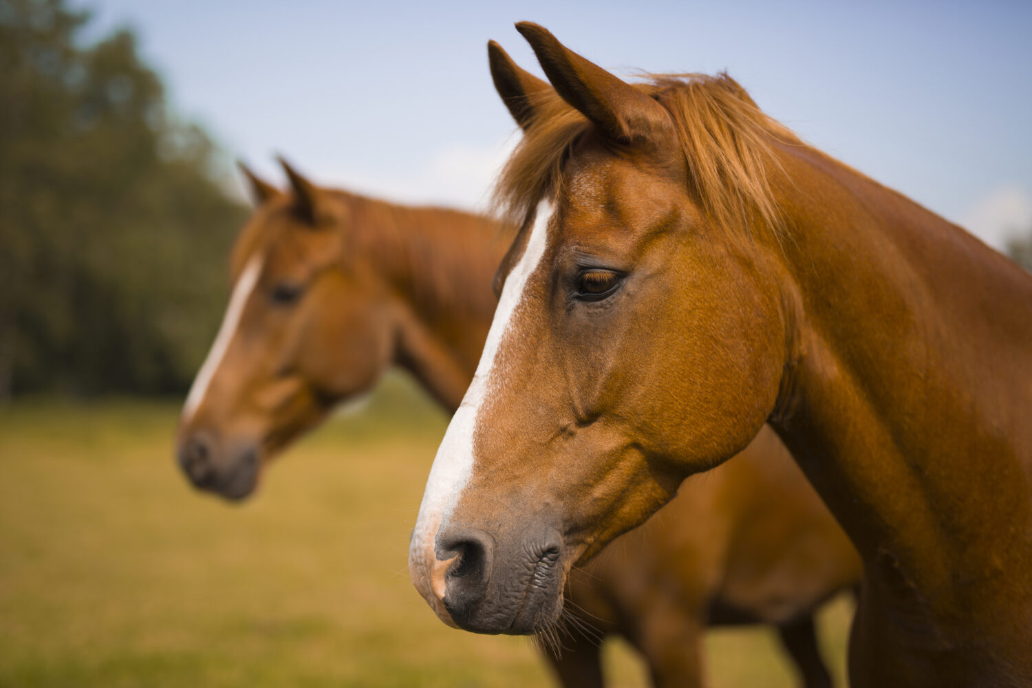 Βαρυμπόμπη: 253 άλογα μεταφέρθηκαν με ασφάλεια στο Μαρκόπουλο