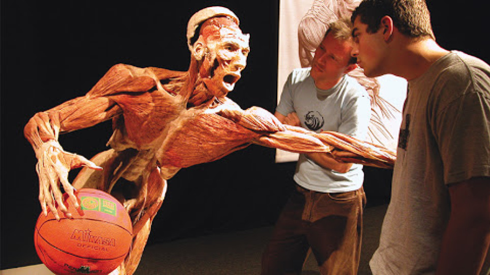 «Body Worlds»: Η έκθεση με τα αληθινά σώματα έρχεται στην Αθήνα