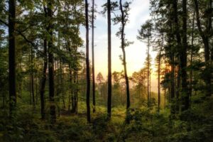 Παρατείνεται η απαγόρευση κυκλοφορίας στα δάση ως τις 20/08