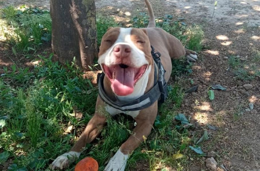 Ελεύθερος με περιοριστικούς όρους ο αστυνομικός που σκότωσε το πιτ μπουλ
