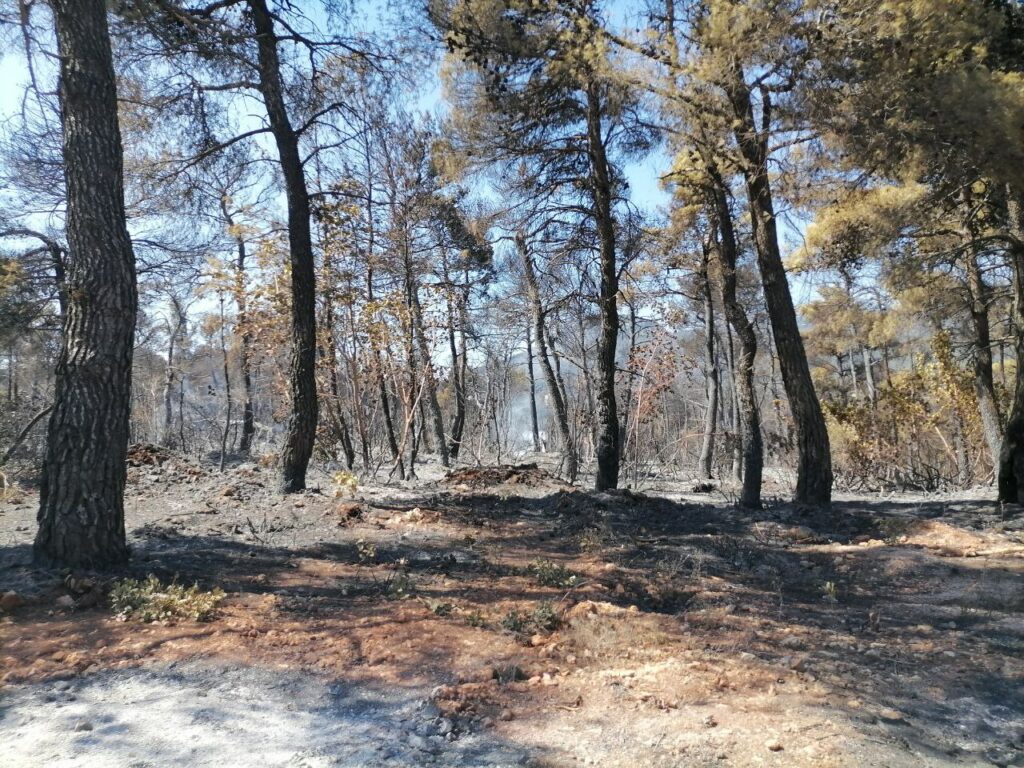 Φωτιές: Τρίτη η Ελλάδα στην Μεσόγειο σε καμένες εκτάσεις