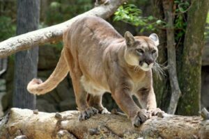 ΗΠΑ: Θαρραλέα μητέρα πάλεψε με πούμα για να σώσει τον 5χρονο γιο της