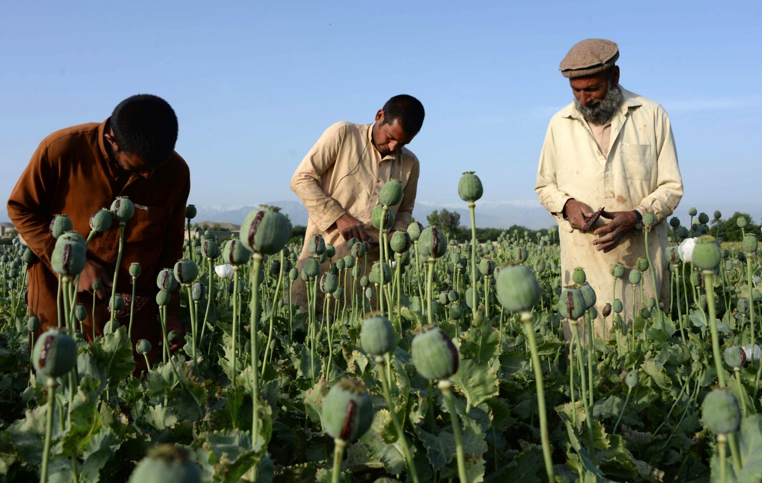 Αφγανιστάν: Οι Ταλιμπάν απαγορεύουν την παραγωγή οπίου και οι τιμές εκτοξεύονται 