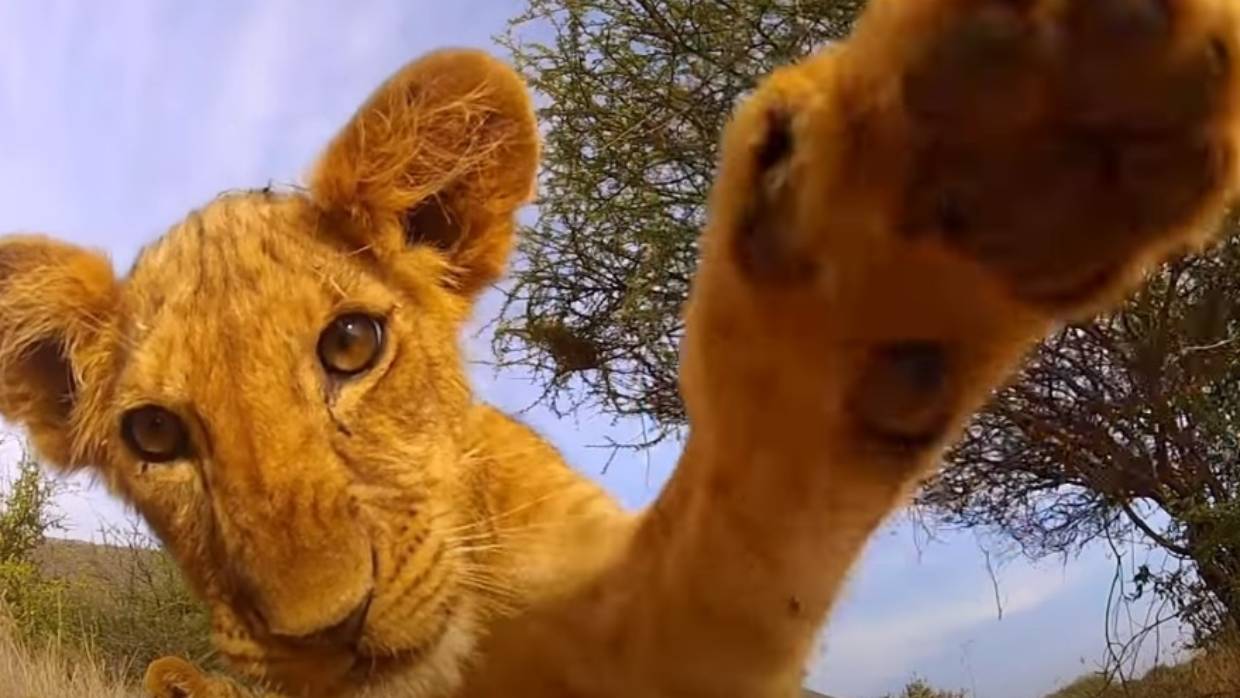 GoPro- Top 10 Animal Encounters
