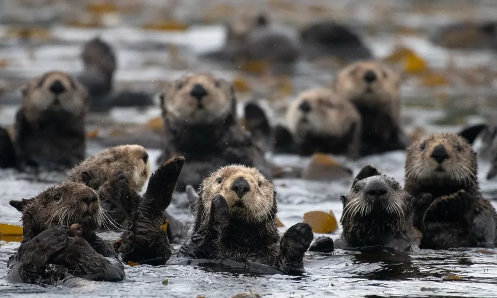 SEA OTTER