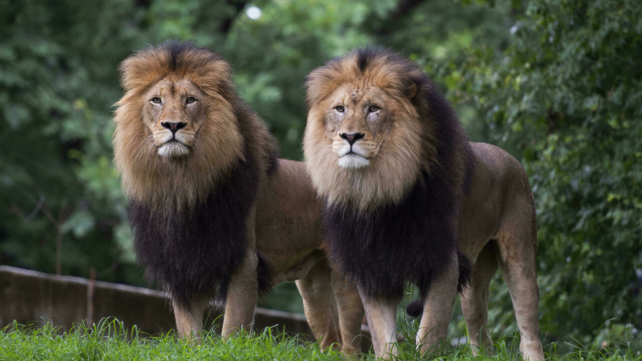 ΗΠΑ: Έξι λιοντάρια και τρεις τίγρεις του ζωολογικού κήπου της Ουάσιγκτον θετικά στην Covid-19