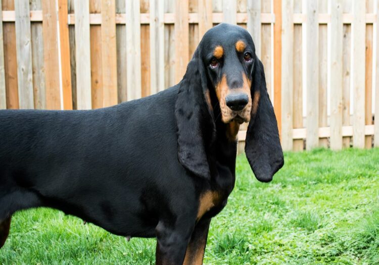 Ο σκύλος με τα μεγαλύτερα αυτιά που κατέρριψε το ρεκόρ Γκίνες