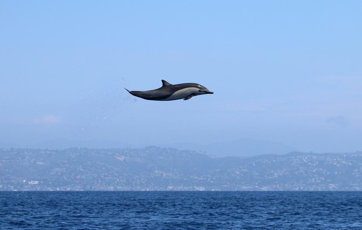 Γιάννης Ζουγανέλης: «Στο Άγιο Όρος είδα τα δελφίνια να πετούν»