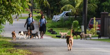 Guam: Το αμερικανικό νησί με τα 30.000 αδέσποτα σκυλιά