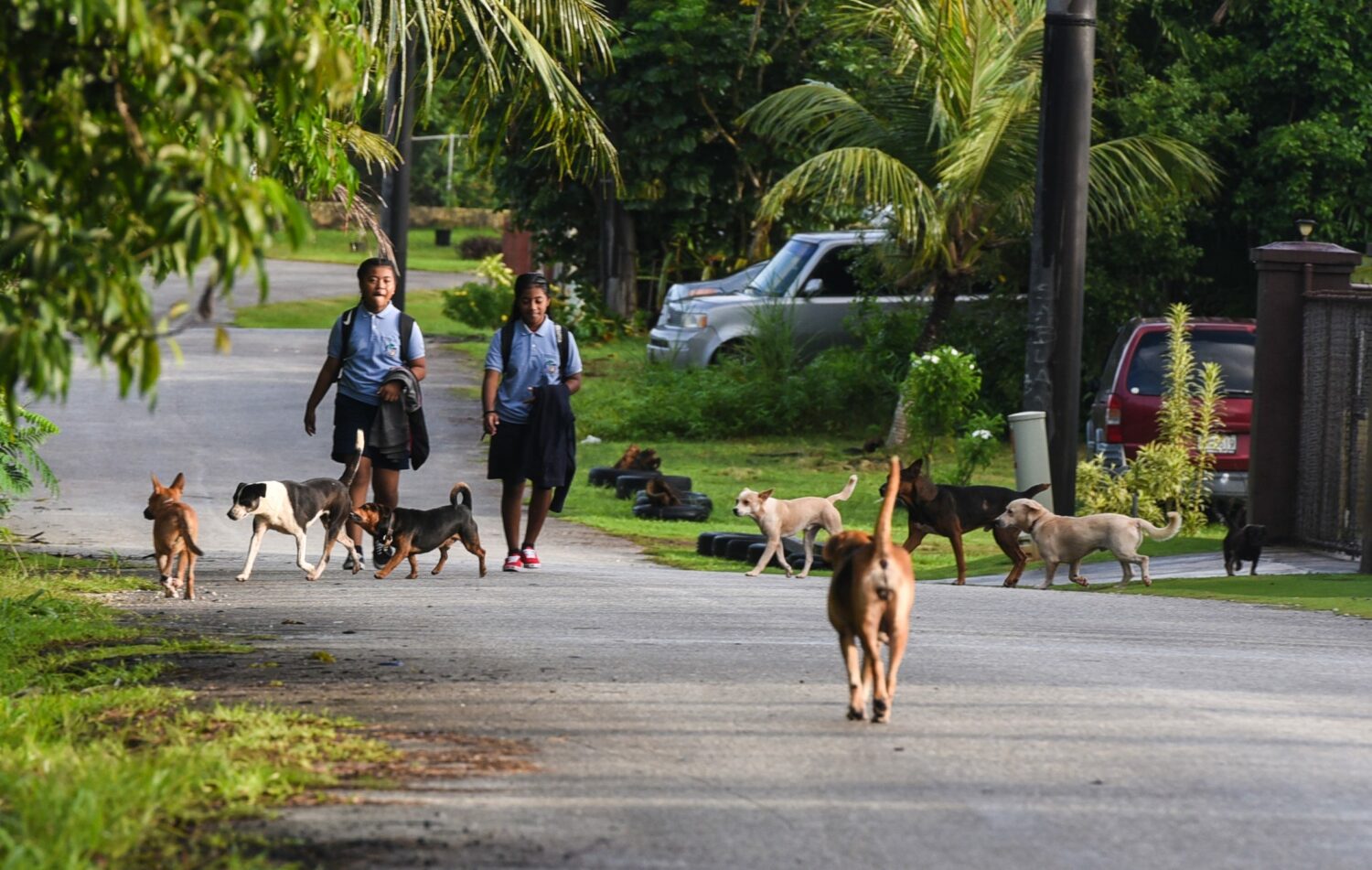 Guam: Το αμερικανικό νησί με τα 30.000 αδέσποτα σκυλιά