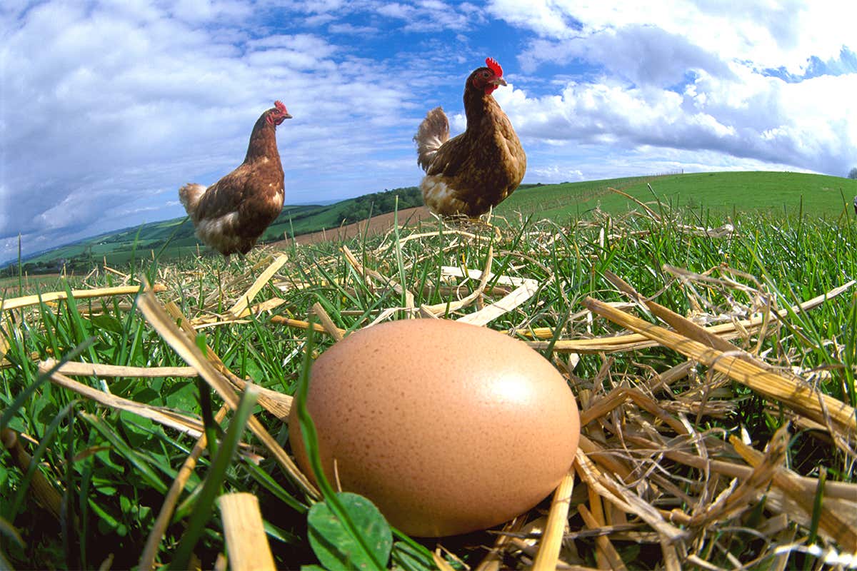 Πανδημία και πληθωρισμός: Η κότα γέννησε τo αυγό ή τo αυγό την κότα;