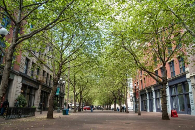 Έρευνα: Τα δέντρα δροσίζουν έως 12 βαθμούς τις ευρωπαϊκές πόλεις
