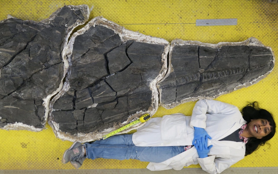 Ανακαλύφθηκε το κρανίο ενός τεράστιου θαλάσσιου τέρατος