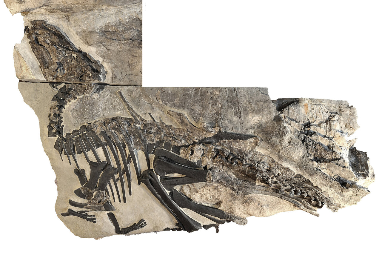 Ανακαλύφθηκε στην Ιταλία το μεγαλύτερο "νεκροταφείο" δεινοσαύρων, ηλικίας 80 εκατ. ετών
