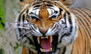 ΗΠΑ: Τίγρης επιτέθηκε σε εργαζόμενο ζωολογικού κήπου - Εκτελέστηκε από αστυνομικό