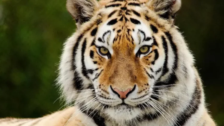 Χιλιάδες τίγρεις βράζονται σε χύτρες ταχύτητες για την παραγωγή παράνομων θεραπειών