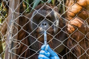 Covid-19: Πειραματικός εμβολιασμός ζώων, σε ζωολογικό πάρκο της Χιλής