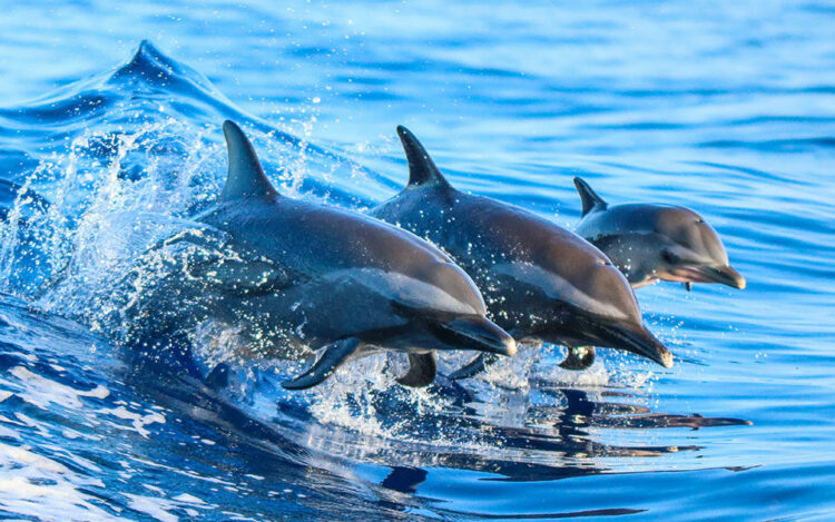 Δελφίνια: Μοιάζουν περισσότερο απ