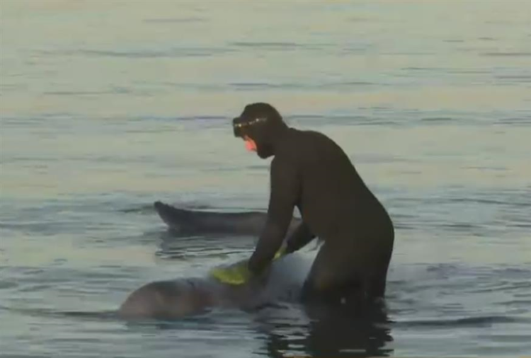 Μικρή φάλαινα εντοπίστηκε στην παραλία του Αλίμου - Είναι τραυματισμένη