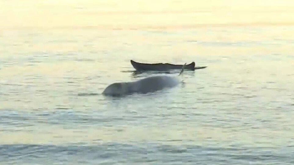 Μικρή φάλαινα εντοπίστηκε στην παραλία του Αλίμου - Είναι τραυματισμένη
